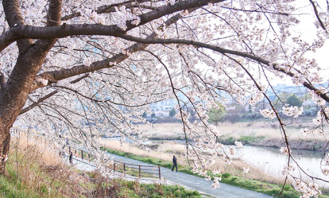 삼천변 벚꽃길